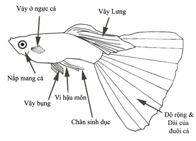 Phân Biệt Cá Bảy Màu Đực Và Cái: Hướng Dẫn Chi Tiết Từ A-z