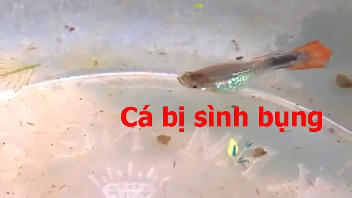 Cá 7 Màu Con Bị Chết: Nguyên Nhân Và Cách Khắc Phục Hiệu Quả