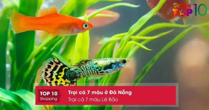 Top 10+ Trại Cá 7 Màu Đà Nẵng: Địa Chỉ Mua Cá Uy Tín, Giá Tốt Nhất Top 10+ Trại Cá 7 Màu Đà Nẵng: Địa Chỉ Mua Cá Uy Tín, Giá Tốt Nhất