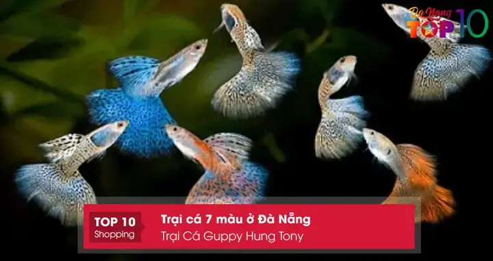 Top 10+ Trại Cá 7 Màu Đà Nẵng: Địa Chỉ Mua Cá Uy Tín, Giá Tốt Nhất Top 10+ Trại Cá 7 Màu Đà Nẵng: Địa Chỉ Mua Cá Uy Tín, Giá Tốt Nhất