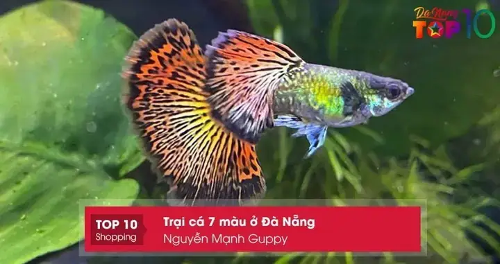 Top 10+ Trại Cá 7 Màu Đà Nẵng: Địa Chỉ Mua Cá Uy Tín, Giá Tốt Nhất Top 10+ Trại Cá 7 Màu Đà Nẵng: Địa Chỉ Mua Cá Uy Tín, Giá Tốt Nhất