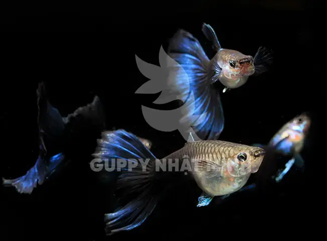 Cá Bảy Màu Dark Night: Đặc Điểm, Cách Nuôi & Lưu Ý