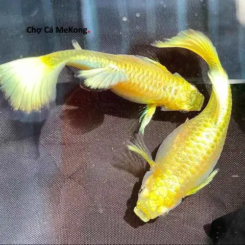 Cá 7 Màu Full Gold Hà Nội: Đặc Điểm, Cách Nuôi Và Địa Chỉ Mua