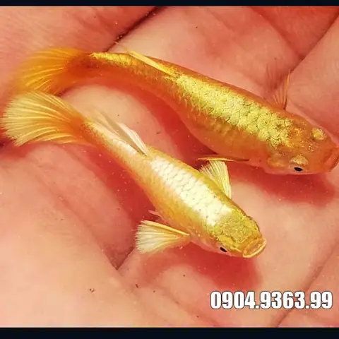 Cá 7 Màu Full Gold Hà Nội: Đặc Điểm, Cách Nuôi Và Địa Chỉ Mua