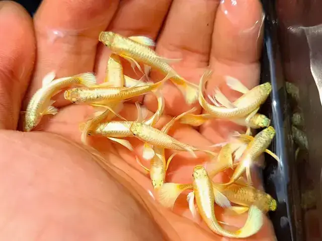 Cá 7 Màu Full Gold Hà Nội: Đặc Điểm, Cách Nuôi Và Địa Chỉ Mua
