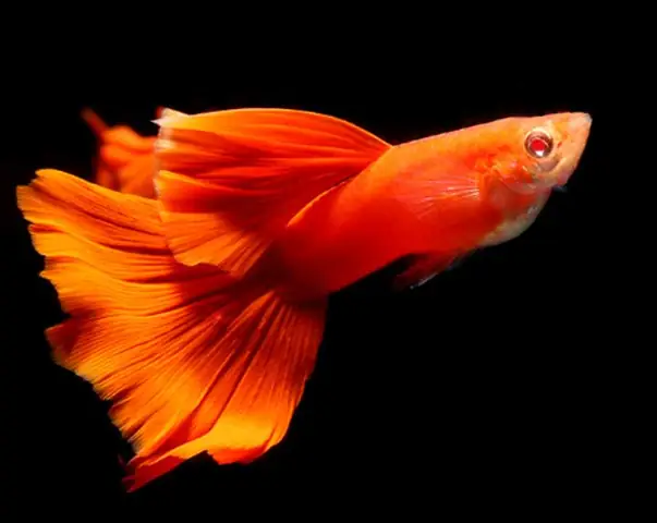 Cá 7 Màu Full Red Bds Là Gì? Giải Mã Thuật Ngữ Và Đặc Điểm Chi Tiết Cá 7 Màu Full Red Bds Là Gì? Giải Mã Thuật Ngữ Và Đặc Điểm Chi Tiết