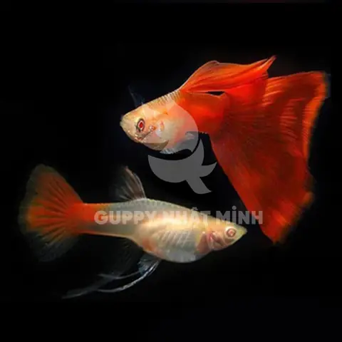 Cá 7 Màu Full Red Bds Là Gì? Giải Mã Thuật Ngữ Và Đặc Điểm Chi Tiết Cá 7 Màu Full Red Bds Là Gì? Giải Mã Thuật Ngữ Và Đặc Điểm Chi Tiết