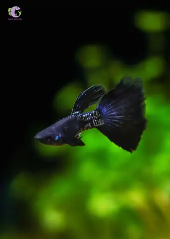 Cá 7 Màu Metal Black: Đặc Điểm, Nuôi Dưỡng & Cách Chọn