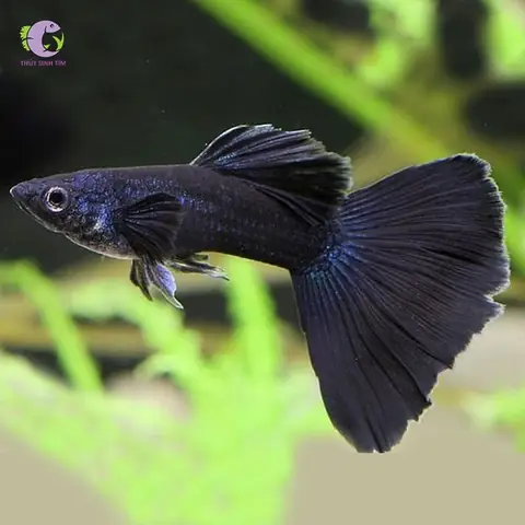 Cá 7 Màu Metal Black: Đặc Điểm, Nuôi Dưỡng & Cách Chọn