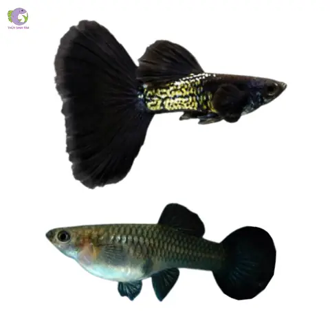 Cá 7 Màu Metal Black: Đặc Điểm, Nuôi Dưỡng & Cách Chọn