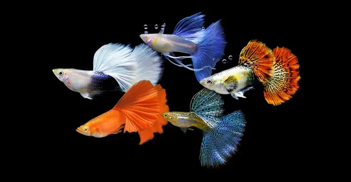 Cá 7 Màu Nha Trang: Địa Điểm Mua, Các Loại Phổ Biến Và Hướng Dẫn Nuôi