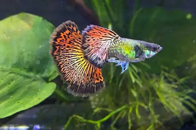Cá 7 Màu Nha Trang: Địa Điểm Mua, Các Loại Phổ Biến Và Hướng Dẫn Nuôi