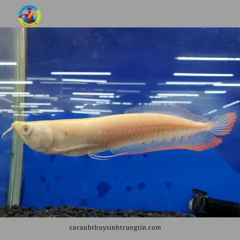 Cá Albino Là Gì? Tìm Hiểu Về Các Loại Cá Cảnh Đột Biến Mắt Đỏ