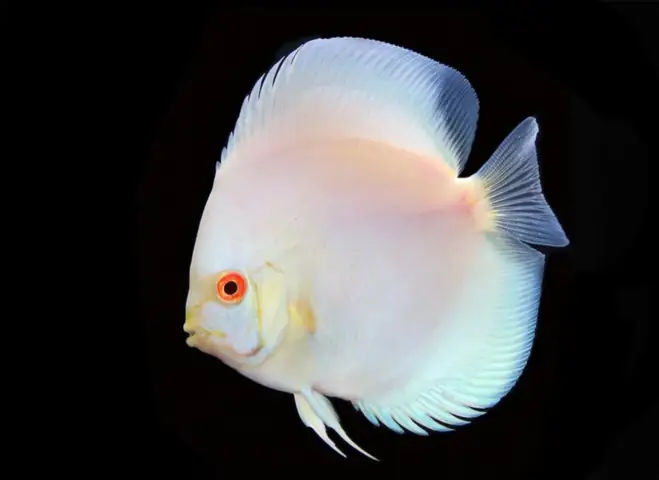 Cá Albino Là Gì? Tìm Hiểu Về Các Loại Cá Cảnh Đột Biến Mắt Đỏ