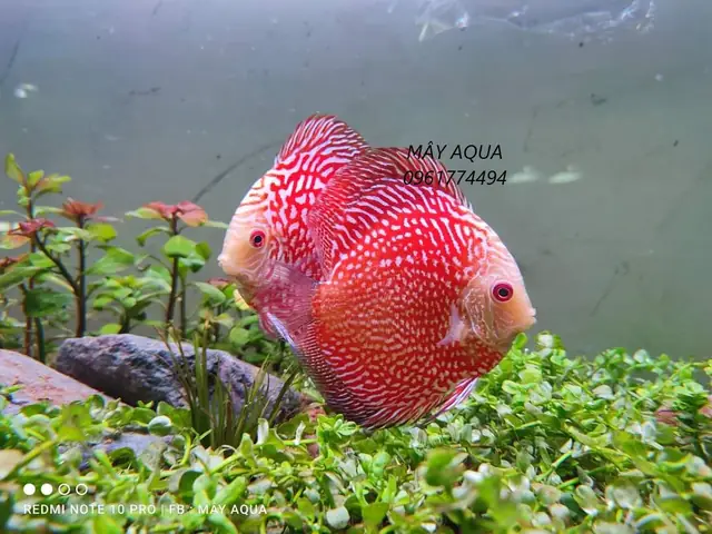 Cá Albino Là Gì? Tìm Hiểu Về Các Loại Cá Cảnh Đột Biến Mắt Đỏ
