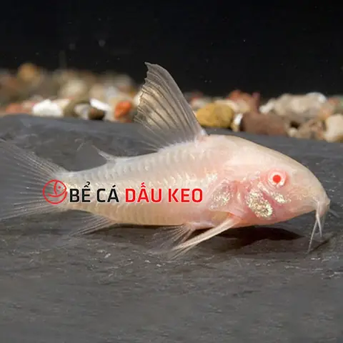Cá Albino Là Gì? Tìm Hiểu Về Các Loại Cá Cảnh Đột Biến Mắt Đỏ