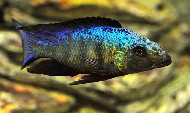 Cá Ali Báo Tuyết (fossorochromis Rostratus): Đặc Điểm, Nuôi Dưỡng Và Mua Ở Đâu