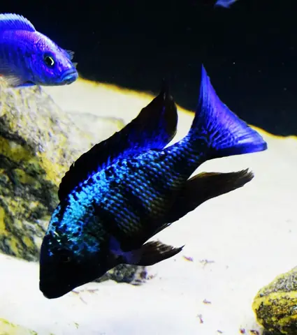 Cá Ali Báo Tuyết (fossorochromis Rostratus): Đặc Điểm, Nuôi Dưỡng Và Mua Ở Đâu
