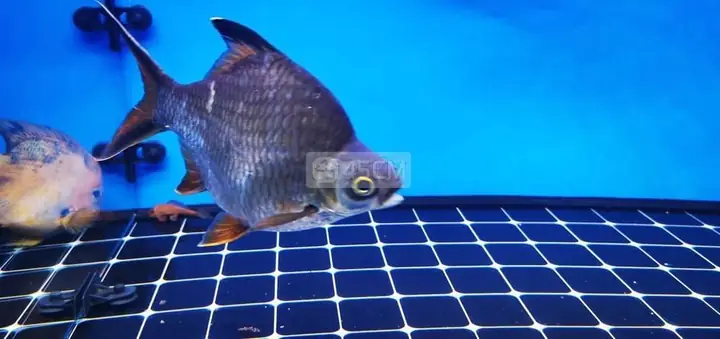 Cá Ali Kim Cương Xanh: Đặc Điểm, Cách Nuôi Và Sinh Sản