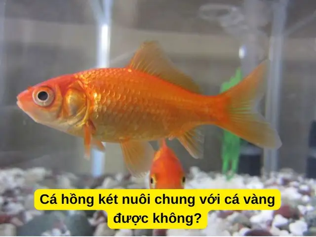Cá Ali Nuôi Chung Với Hồng Két: Có Nên Và Lưu Ý Quan Trọng?