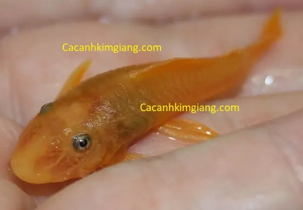 Top 7+ Loài Cá Ăn Rêu Bám Kính Hiệu Quả Cho Bể Thủy Sinh Top 7+ Loài Cá Ăn Rêu Bám Kính Hiệu Quả Cho Bể Thủy Sinh