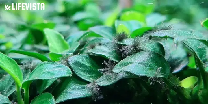 Top Các Loài Cá Ăn Rêu Chùm Đen Hiệu Quả Cho Bể Thủy Sinh