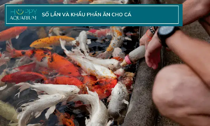 Cá Ăn Thức Ăn Thừa: Nên Chọn Loài Nào Cho Bể Cá Của Bạn?