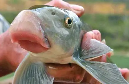 Cá Anh Vũ Nuôi Cảnh: Đặc Điểm, Giá Cả Và Kinh Nghiệm Chăm Sóc Cá Anh Vũ Nuôi Cảnh: Đặc Điểm, Giá Cả Và Kinh Nghiệm Chăm Sóc