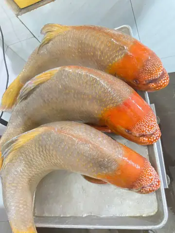 Cá Anh Vũ Đầu Vàng: Đặc Điểm, Giá Trị Và Cách Thưởng Thức