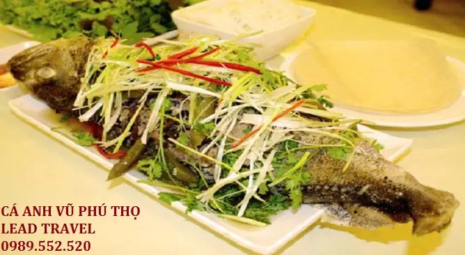 Cá Anh Vũ Phú Thọ: Nguồn Gốc, Đặc Điểm Và Giá Trị "tiến Vua"
