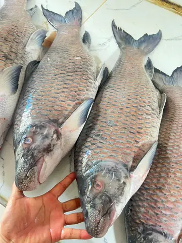 Cá Anh Vũ Phú Thọ: Nguồn Gốc, Đặc Điểm Và Giá Trị "tiến Vua"