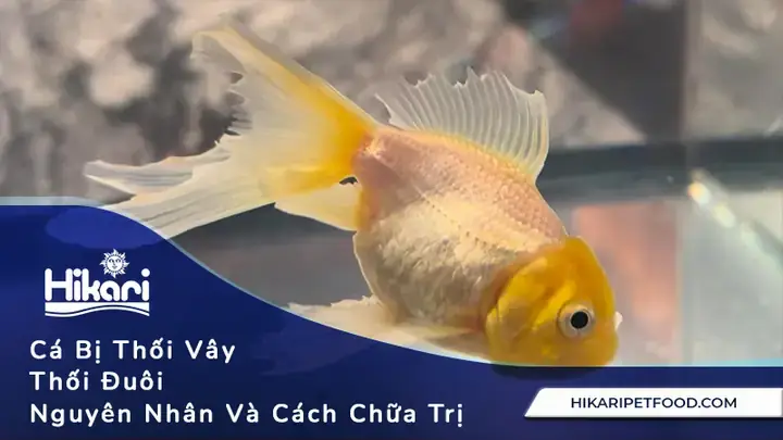 Cá Bị Rách Đuôi: Nguyên Nhân, Cách Chữa Lành Và Phòng Ngừa Hiệu Quả