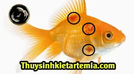 Cá Ba Đuôi Bị Xuất Huyết: Nguyên Nhân, Dấu Hiệu Và Cách Điều Trị Hiệu Quả