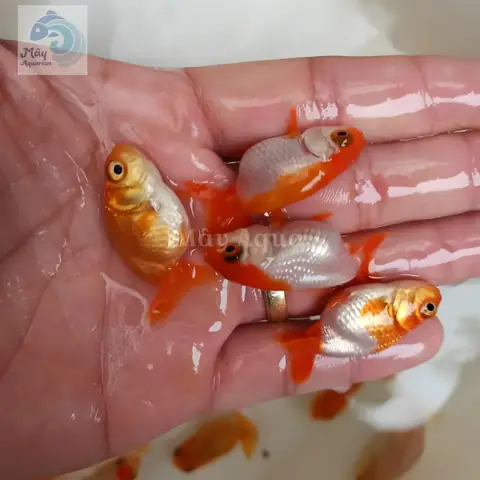 Cá Ba Đuôi: Đặc Điểm, Cách Nuôi Đúng Cách Và Các Loại Phổ Biến Cá Ba Đuôi: Đặc Điểm, Cách Nuôi Đúng Cách Và Các Loại Phổ Biến