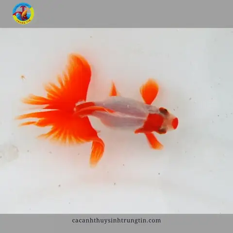 Cá Ba Đuôi: Đặc Điểm, Cách Nuôi Đúng Cách Và Các Loại Phổ Biến Cá Ba Đuôi: Đặc Điểm, Cách Nuôi Đúng Cách Và Các Loại Phổ Biến