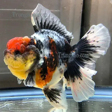 Cá Oranda (cá Ba Đuôi): Đặc Điểm, Cách Nuôi Và Chọn Mua Chuẩn Cá Oranda (cá Ba Đuôi): Đặc Điểm, Cách Nuôi Và Chọn Mua Chuẩn
