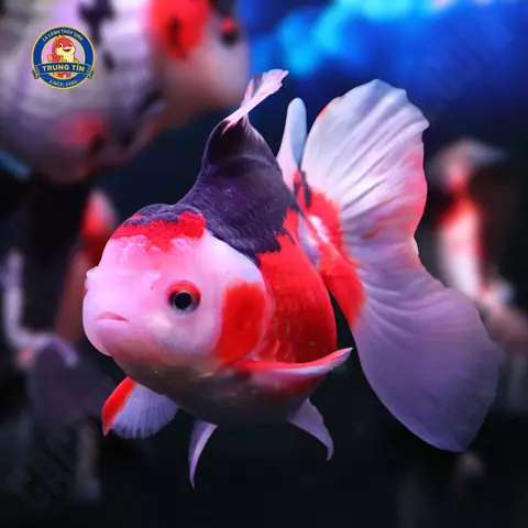 Cá Oranda (cá Ba Đuôi): Đặc Điểm, Cách Nuôi Và Chọn Mua Chuẩn Cá Oranda (cá Ba Đuôi): Đặc Điểm, Cách Nuôi Và Chọn Mua Chuẩn