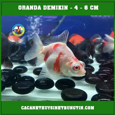 Cá Oranda (cá Ba Đuôi): Đặc Điểm, Cách Nuôi Và Chọn Mua Chuẩn Cá Oranda (cá Ba Đuôi): Đặc Điểm, Cách Nuôi Và Chọn Mua Chuẩn