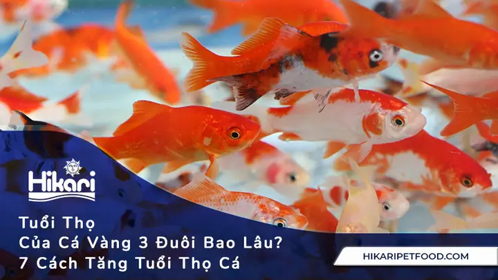 Cá Ba Đuôi Sống Được Bao Lâu: Yếu Tố Ảnh Hưởng Đến Tuổi Thọ Và Cách Chăm Sóc