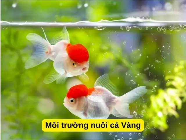 Cá Ba Đuôi Sống Được Bao Lâu: Yếu Tố Ảnh Hưởng Đến Tuổi Thọ Và Cách Chăm Sóc