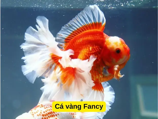 Cá Ba Đuôi Sống Được Bao Lâu: Yếu Tố Ảnh Hưởng Đến Tuổi Thọ Và Cách Chăm Sóc