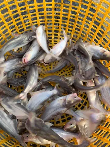 Cá Ba Sa Giống: Nguồn Cung, Đặc Điểm Và Lưu Ý Khi Chọn Nuôi Cá Ba Sa Giống: Nguồn Cung, Đặc Điểm Và Lưu Ý Khi Chọn Nuôi