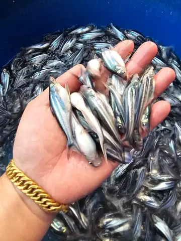 Cá Ba Sa Giống: Nguồn Cung, Đặc Điểm Và Lưu Ý Khi Chọn Nuôi Cá Ba Sa Giống: Nguồn Cung, Đặc Điểm Và Lưu Ý Khi Chọn Nuôi