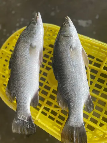Cá Barramundi Là Cá Gì? Tìm Hiểu Về Loài Cá Chẽm Phổ Biến Thế Giới Cá Barramundi Là Cá Gì? Tìm Hiểu Về Loài Cá Chẽm Phổ Biến Thế Giới