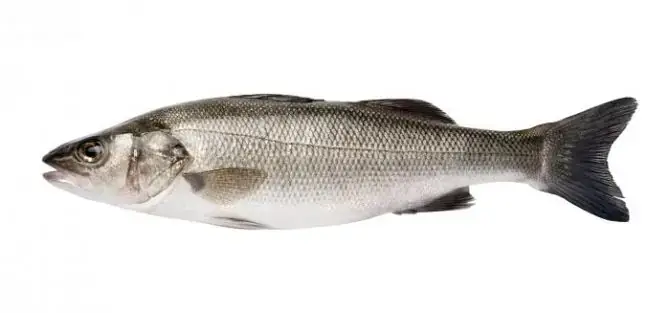 Cá Barramundi Là Cá Gì? Tìm Hiểu Về Loài Cá Chẽm Phổ Biến Thế Giới Cá Barramundi Là Cá Gì? Tìm Hiểu Về Loài Cá Chẽm Phổ Biến Thế Giới