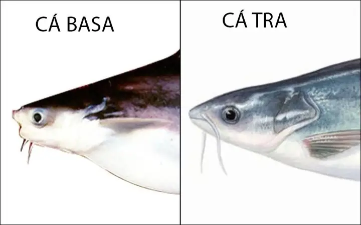 Cá Basa Và Cá Tra: Phân Biệt Đặc Điểm, Giá Trị Và Cách Nhận Biết