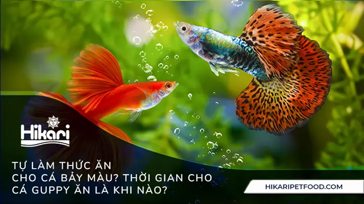 Cá Bảy Màu Ăn Gì Tốt Nhất? Hướng Dẫn Lựa Chọn & Chế Biến Thức Ăn Cá Bảy Màu Ăn Gì Tốt Nhất? Hướng Dẫn Lựa Chọn & Chế Biến Thức Ăn