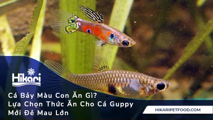 Cá Bảy Màu Ăn Gì Tốt Nhất? Hướng Dẫn Lựa Chọn & Chế Biến Thức Ăn Cá Bảy Màu Ăn Gì Tốt Nhất? Hướng Dẫn Lựa Chọn & Chế Biến Thức Ăn