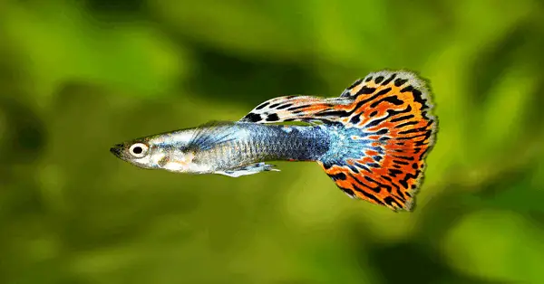 Cá Bảy Màu Ăn Gì Tốt Nhất? Hướng Dẫn Lựa Chọn & Chế Biến Thức Ăn Cá Bảy Màu Ăn Gì Tốt Nhất? Hướng Dẫn Lựa Chọn & Chế Biến Thức Ăn