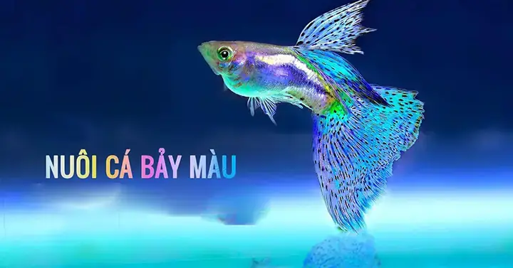 Cá Bảy Màu Bao Lâu Đẻ 1 Lần? Tần Suất Sinh Sản Theo Chu Kỳ